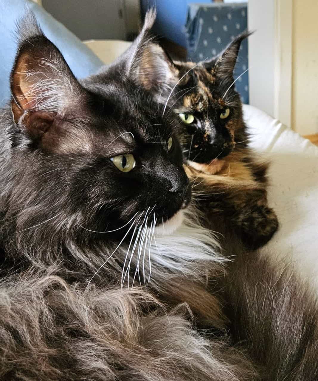 Happy Birthday Queen Victoria und Quinton of Maine Coon Castle Happy Birthday Queen Victoria und Quinton of Maine Coon Castle