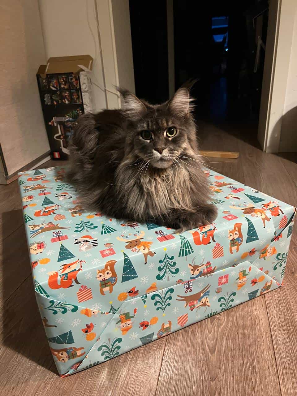 Hilde hilft mir gerade beim Geschenke einpacken Hilde hilft mir gerade beim Geschenke einpacken