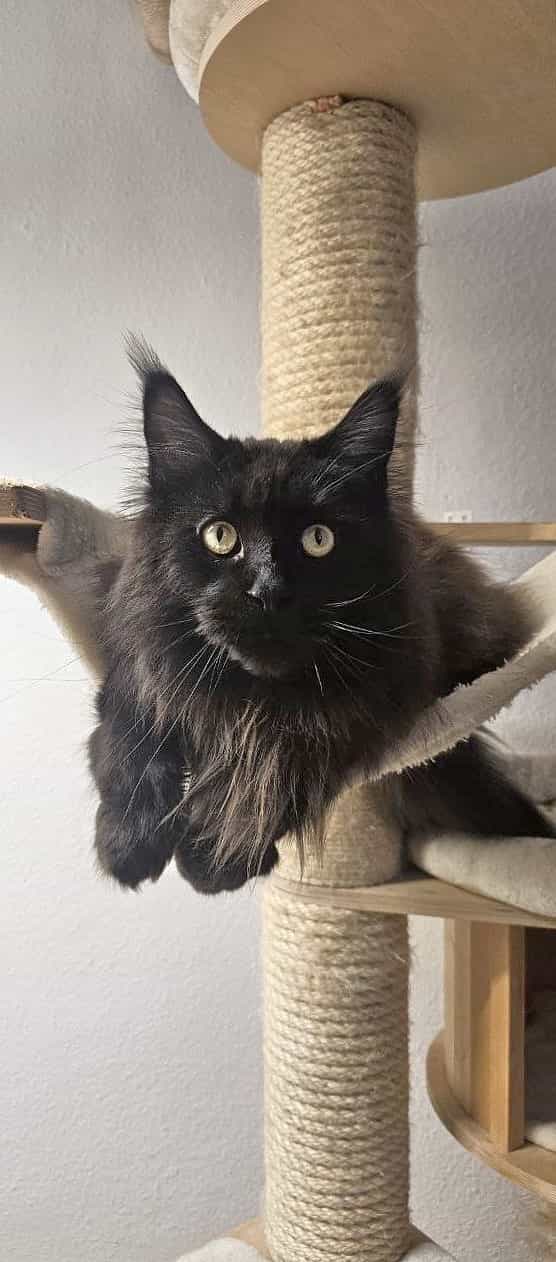 Maine Coon Kater Hugo Maine Coon Kater Hugo