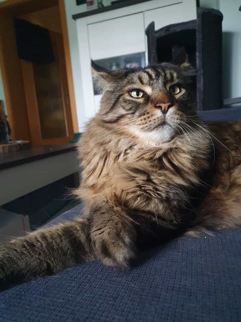 Ihre Majestät wünscht ein Leckerlie Ihre Majestät wünscht ein Leckerlie