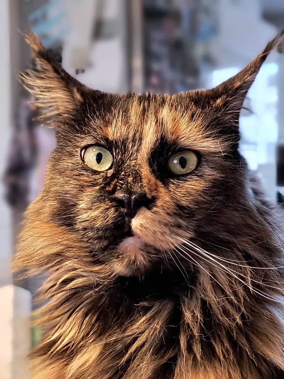 Jutta wünscht auch einen schönen 4. Advents Sonntag Jutta wünscht auch einen schönen 4. Advents Sonntag