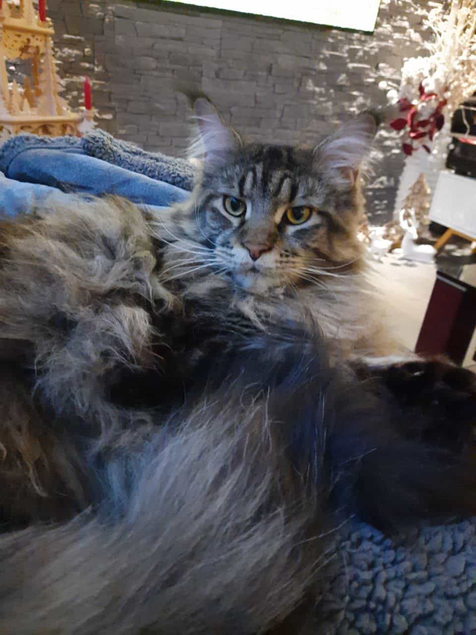 Kleiner Chef Kleiner Chef