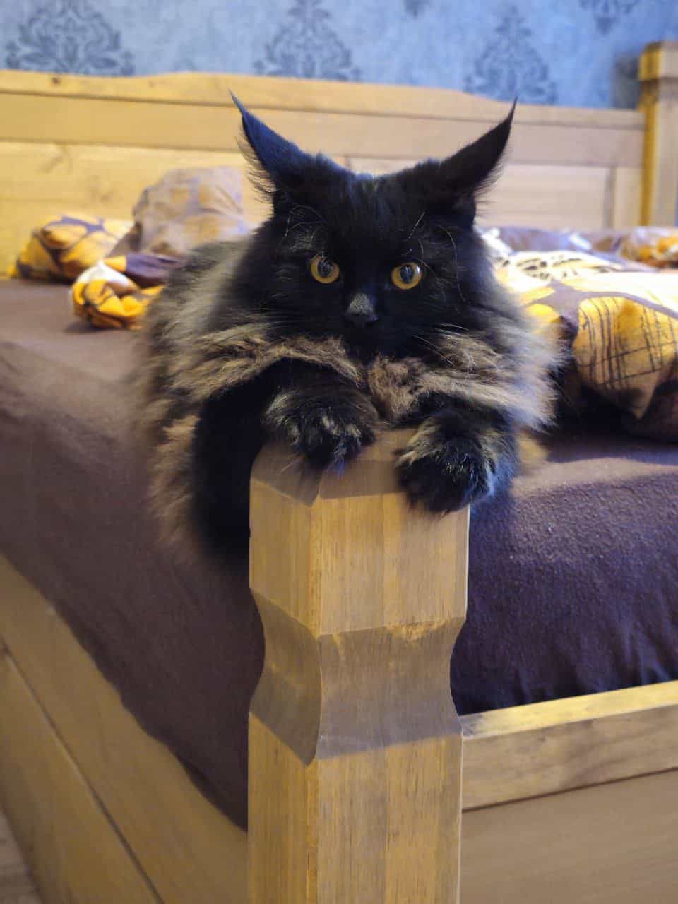 Kleines Teufelchen Kleines Teufelchen