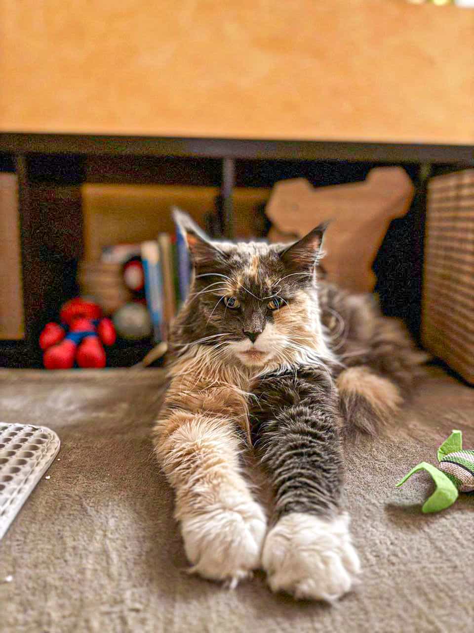 Königin Fraya Königin Fraya