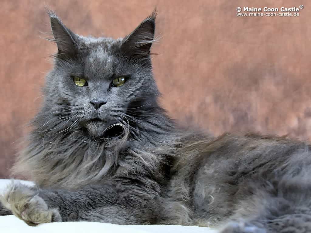 Lea 5 Jahre und 10 Monate alt Lea 5 Jahre und 10 Monate alt