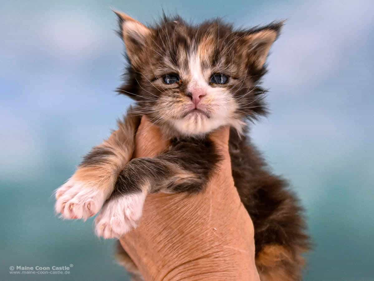 Maxi *10.11.2024 – †05.12.2024 Maxi *10.11.2024 – †05.12.2024