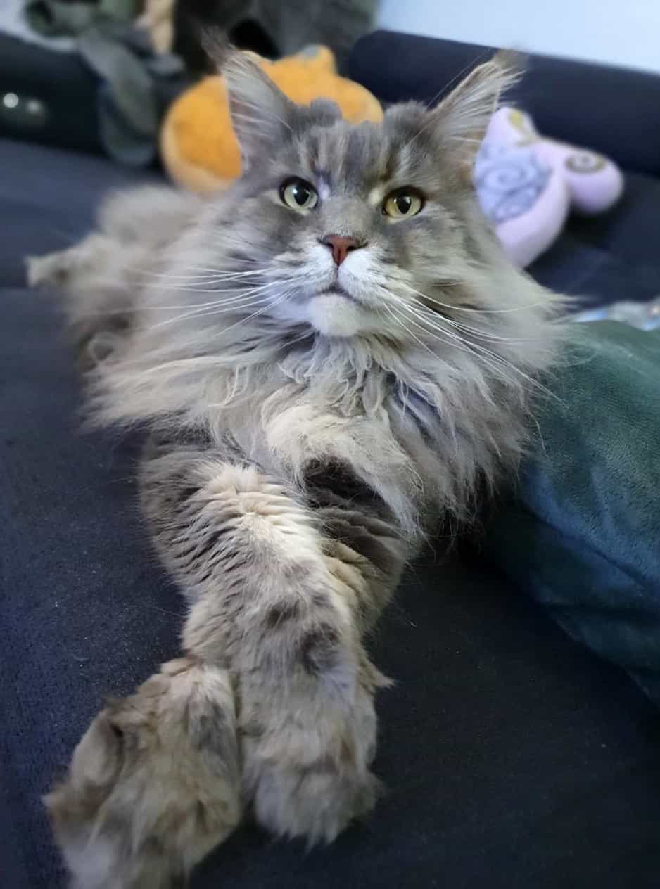 Prinzessin Steffi Prinzessin Steffi