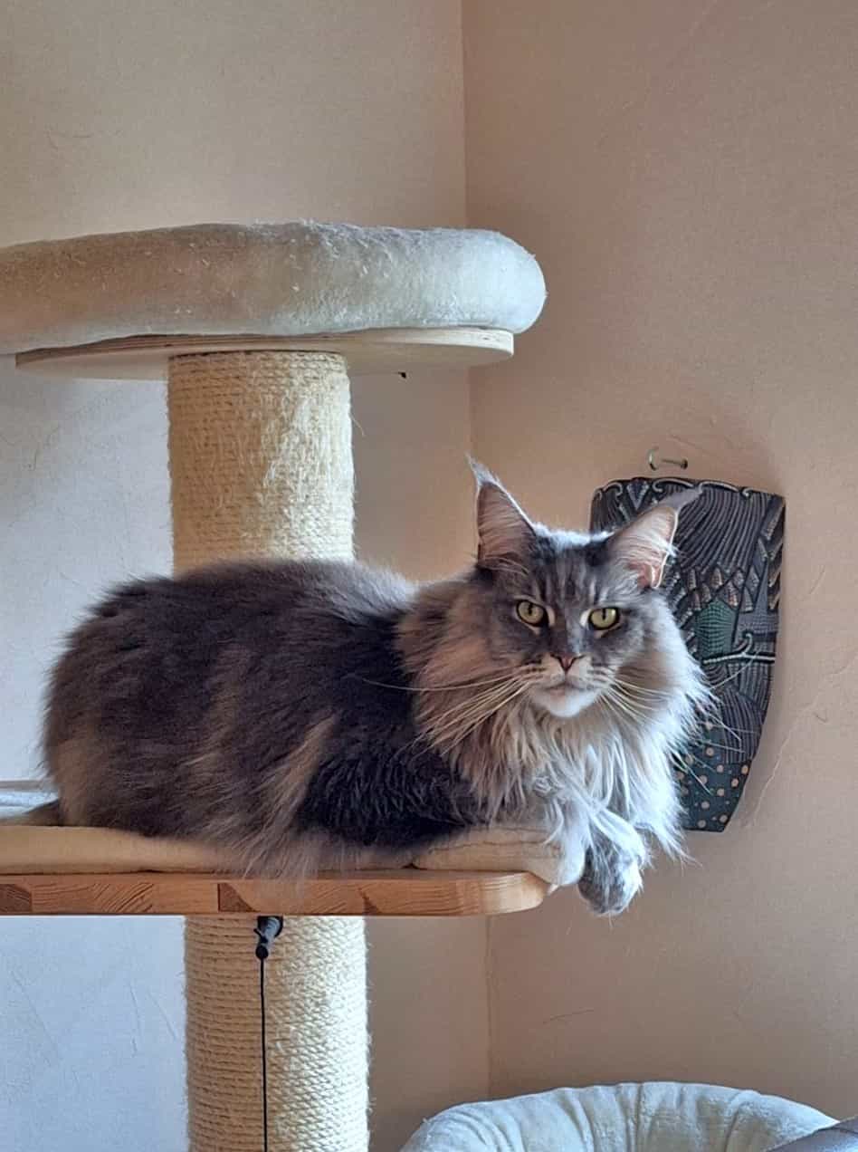 Queen Jada wünscht allen Königinnen, Königen und dem wunderbaren Personal einen schönen 4. Advent Queen Jada wünscht allen Königinnen, Königen und dem wunderbaren Personal einen schönen 4. Advent