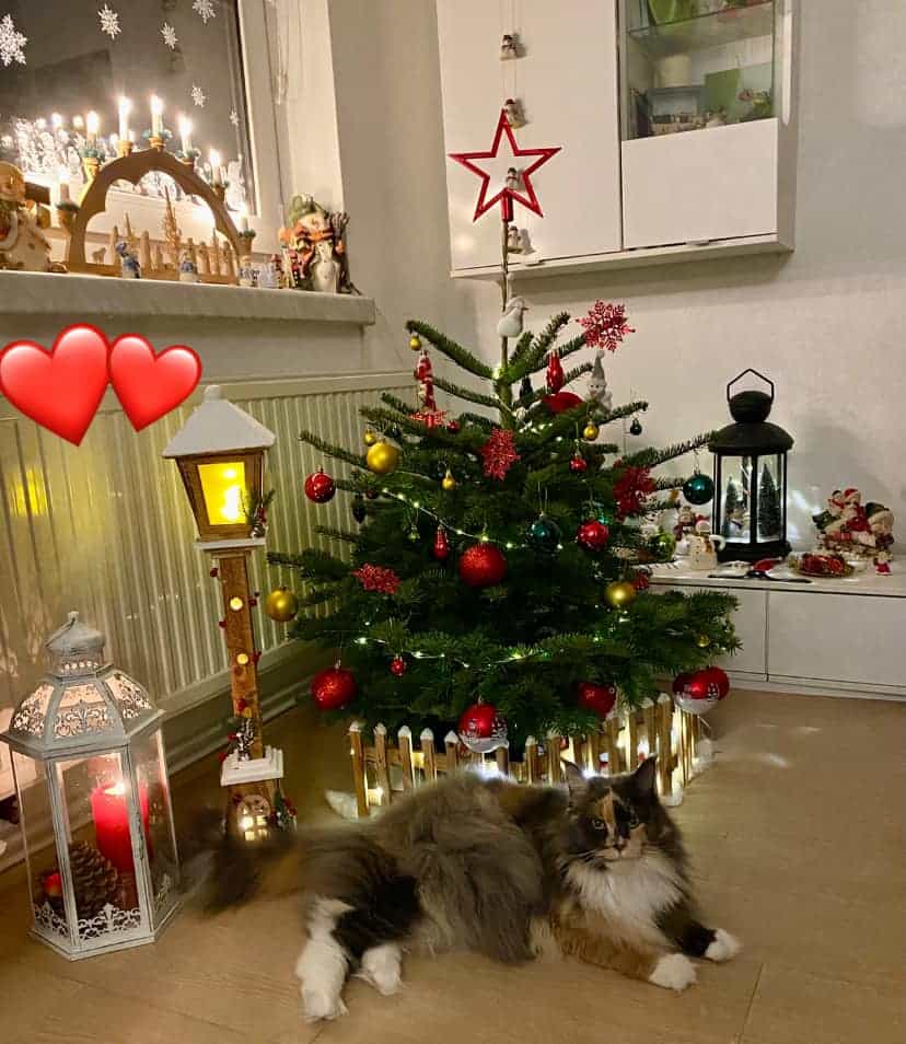 Queen Mary Queen Mary