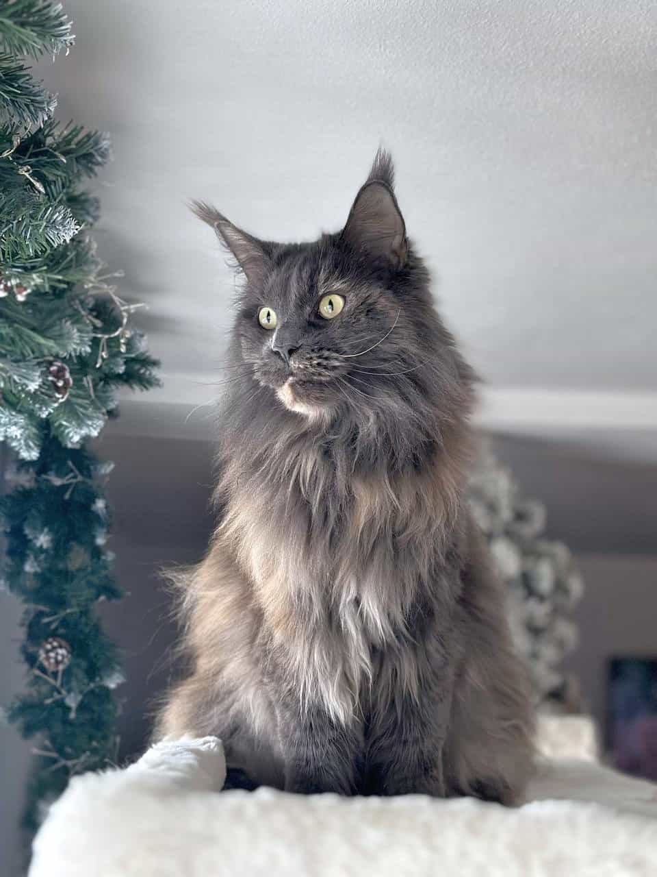 Queen Uschi 7 Jahre alt Queen Uschi 7 Jahre alt