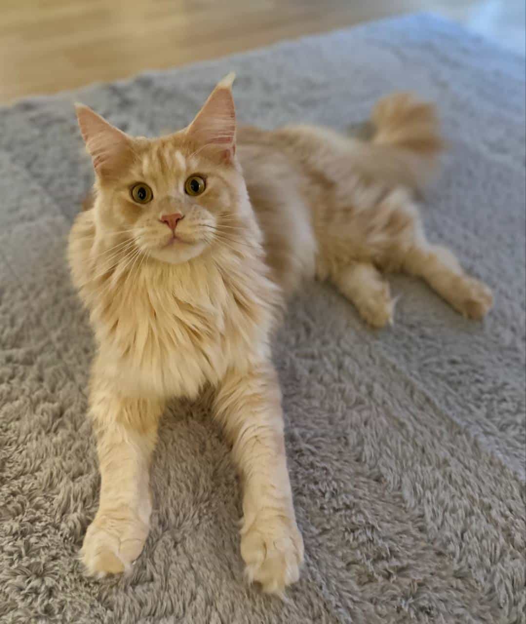 Quiet Fiere Quiet Fiere