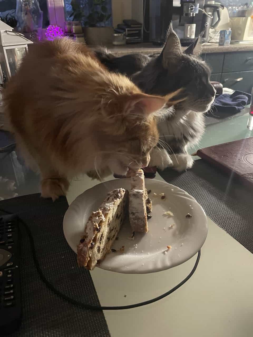 Valentin hat bereits sein Faible für Dresdner Christstollen entdeckt Valentin hat bereits sein Faible für Dresdner Christstollen entdeckt