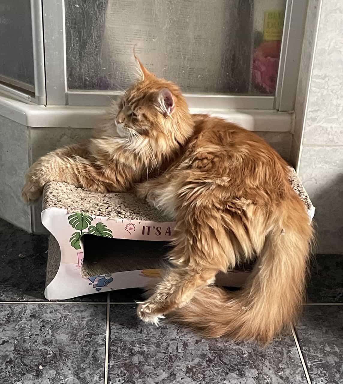 Valentin of MCC, the next Lion King Valentin of MCC, the next Lion King