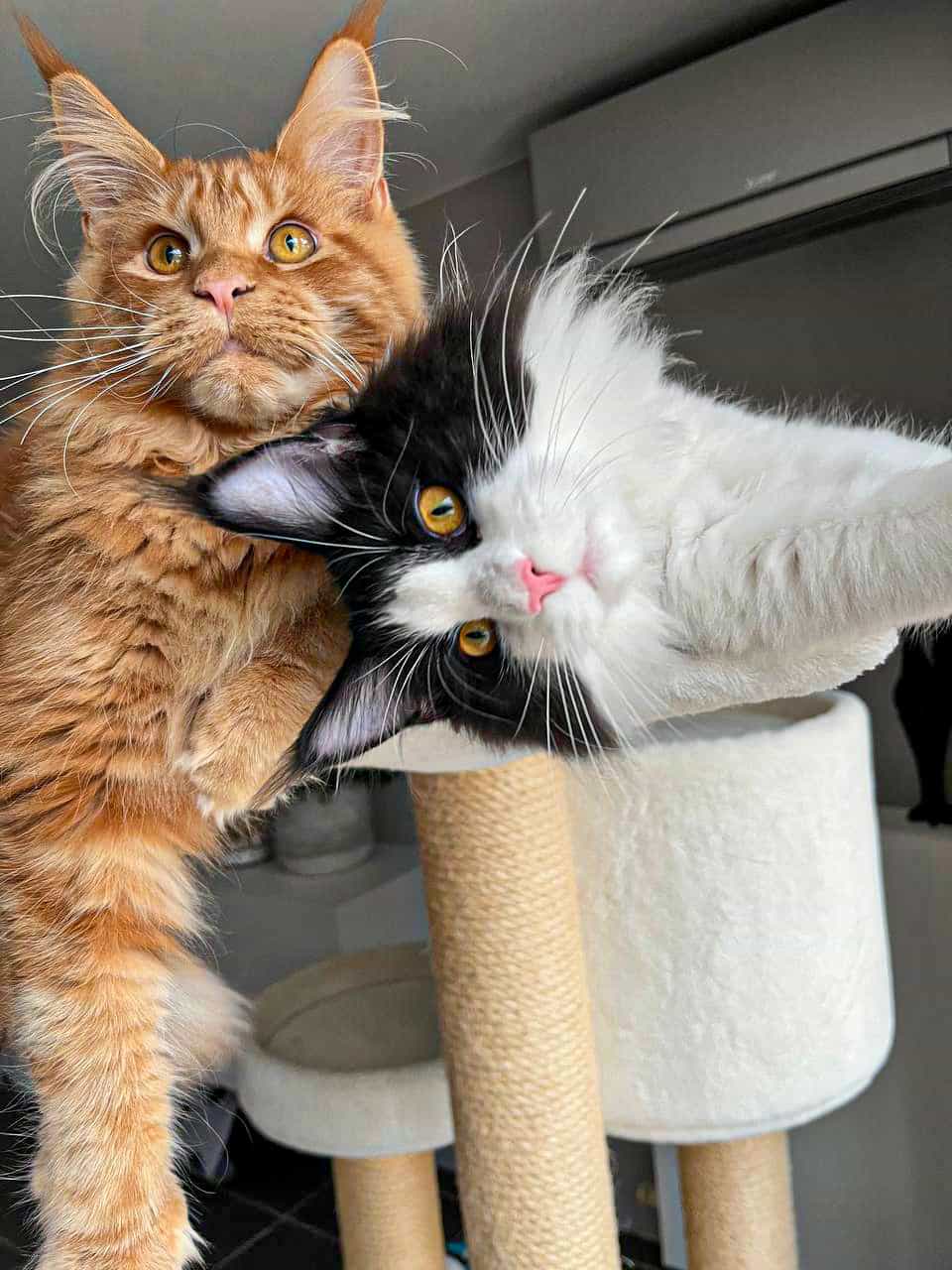 Van Jens und Wendi Van Jens und Wendi