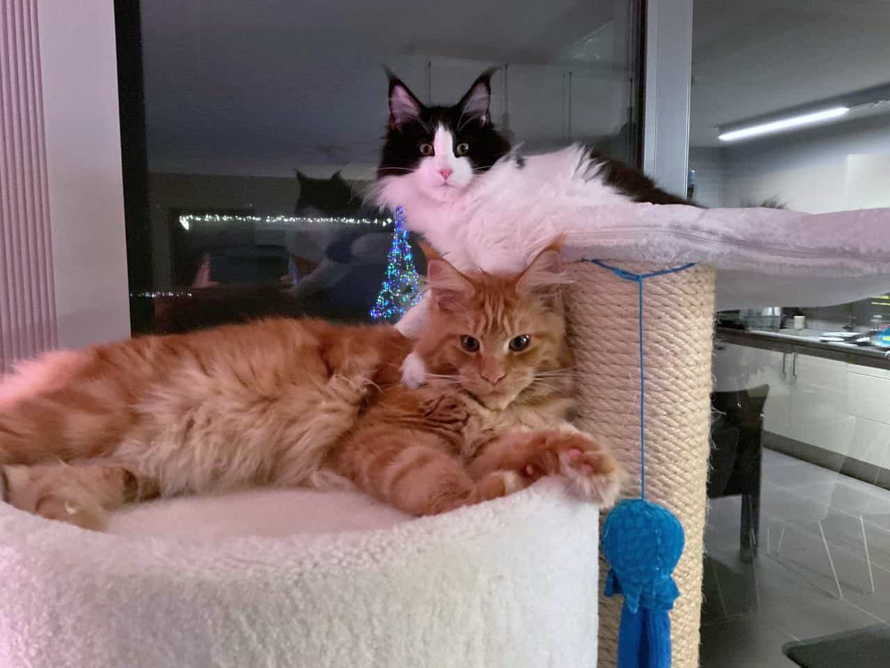 Wir wünschen allen Fellnasen und ihren Dienern frohe Weihnachten. Zeff, Ziva, David und Tina Wir wünschen allen Fellnasen und ihren Dienern frohe Weihnachten. Zeff, Ziva, David und Tina