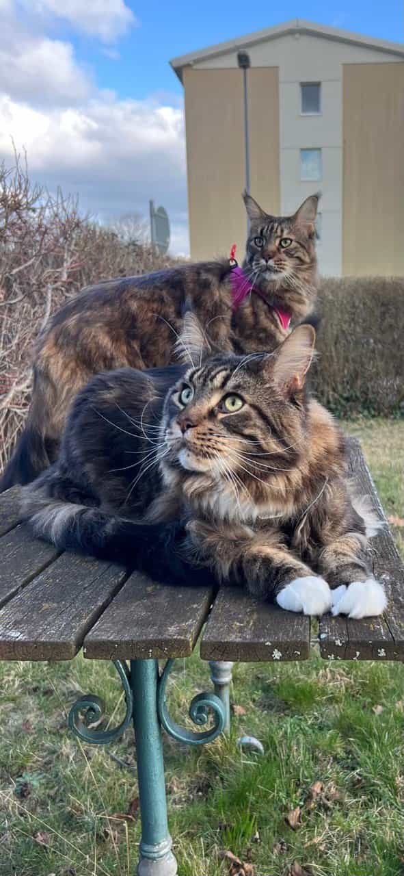 Xavier und Xola of MCC Xavier und Xola of MCC