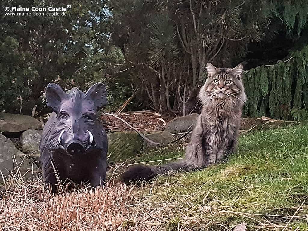 Yaron mit Wildschwein Yaron mit Wildschwein