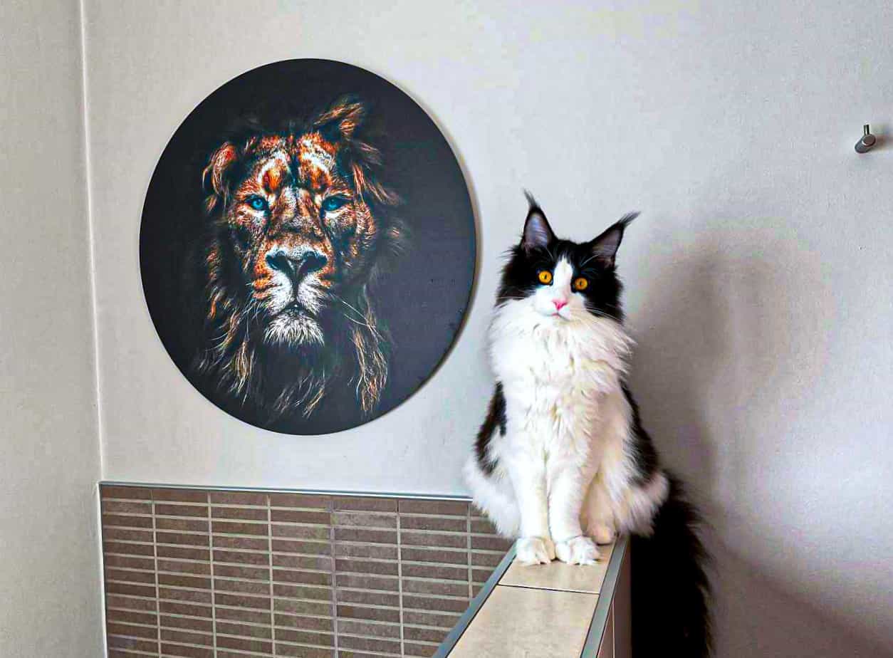 Ziva and the Lion Ziva and the Lion