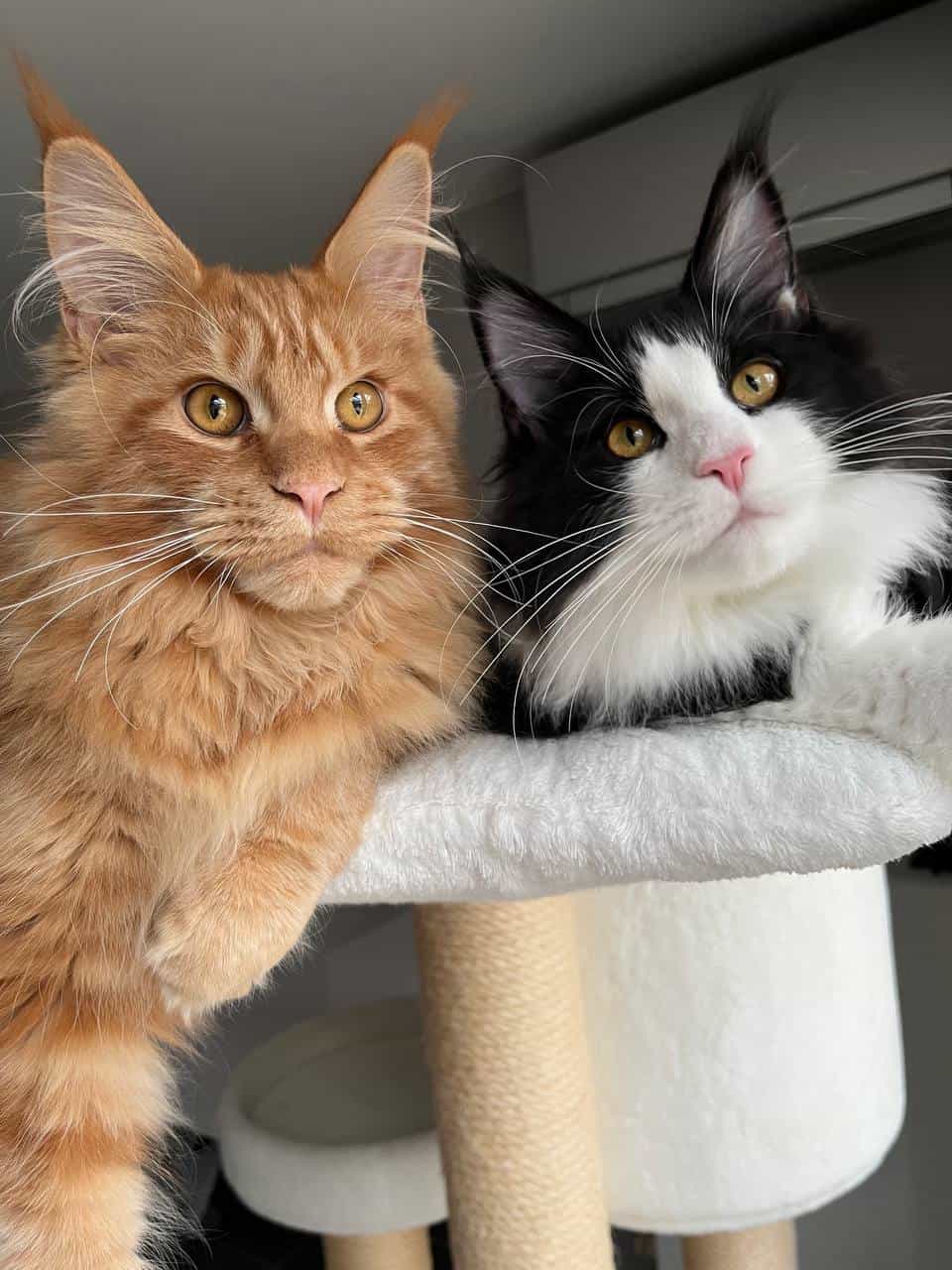 Ziva und Zeff Ziva und Zeff