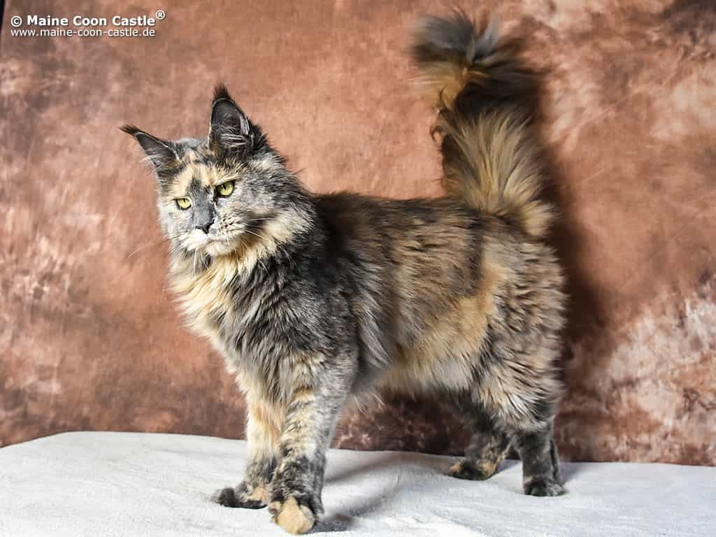 Zoey 1 Jahr alt Zoey 1 Jahr alt