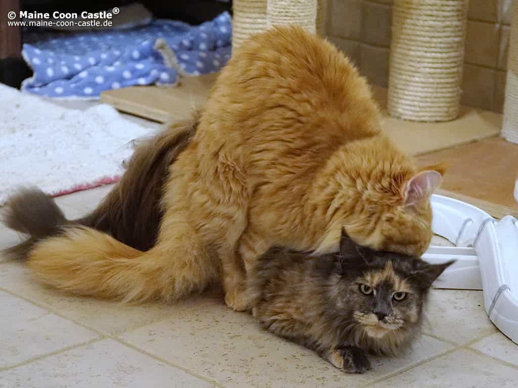 Zoey Andy Deckakt Zoey Andy Deckakt