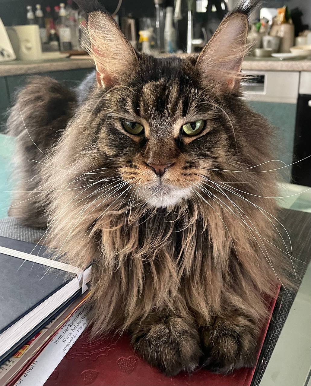 Darky of MCC der Schrecken, der die Nacht durchflattert Darky of MCC der Schrecken, der die Nacht durchflattert