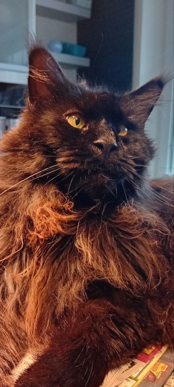 Der schielende Gustel Der schielende Gustel