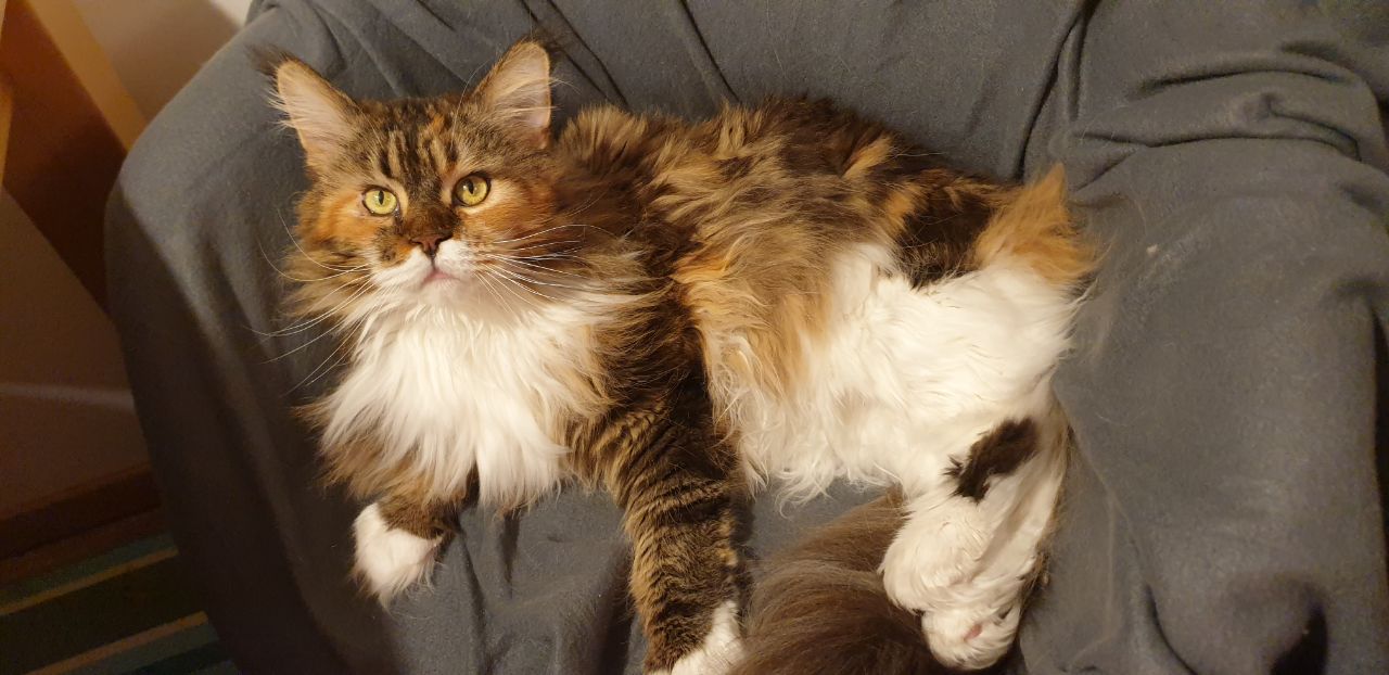 Ein Kuschelmonster Namens Wilma Ein Kuschelmonster Namens Wilma