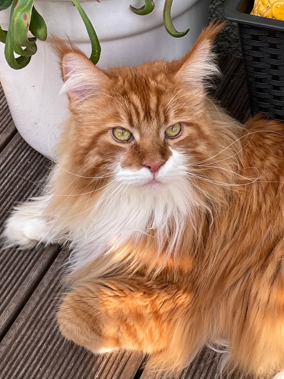 Erik of MCC der Wikinger Erik of MCC der Wikinger