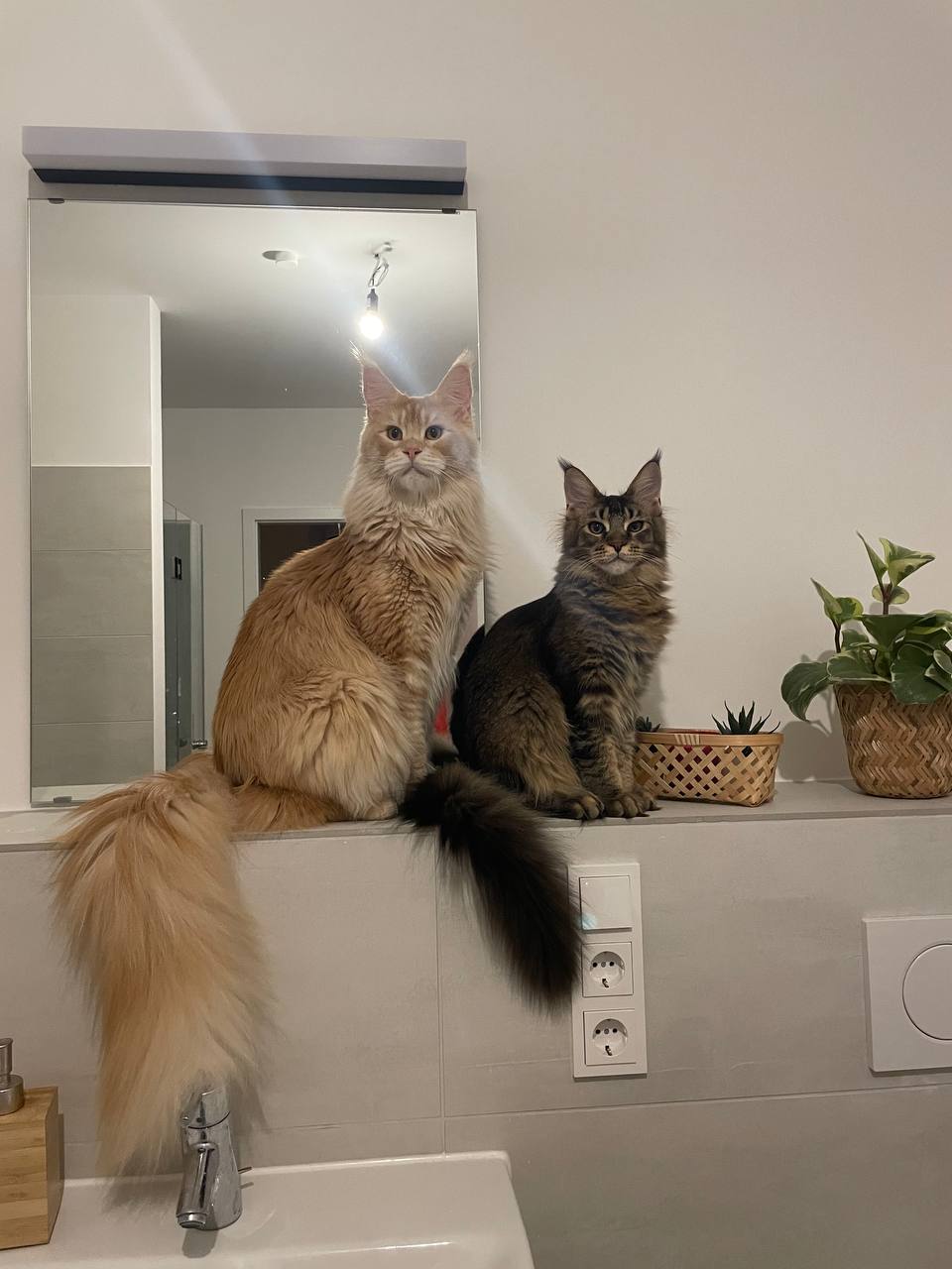 Flavio und Oli of Maine Coon Castle Flavio und Oli of Maine Coon Castle