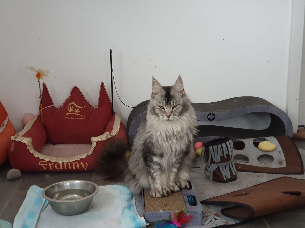 Franny of Maine Coon Castle Franny of Maine Coon Castle