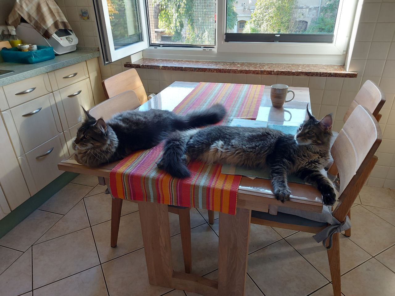 Grüße von Ozzy und Pepe Grüße von Ozzy und Pepe