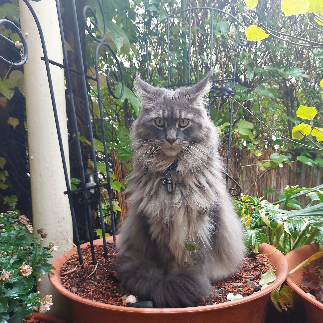 Hanka ist eingetopft und prima angewachsen Hanka ist eingetopft und prima angewachsen