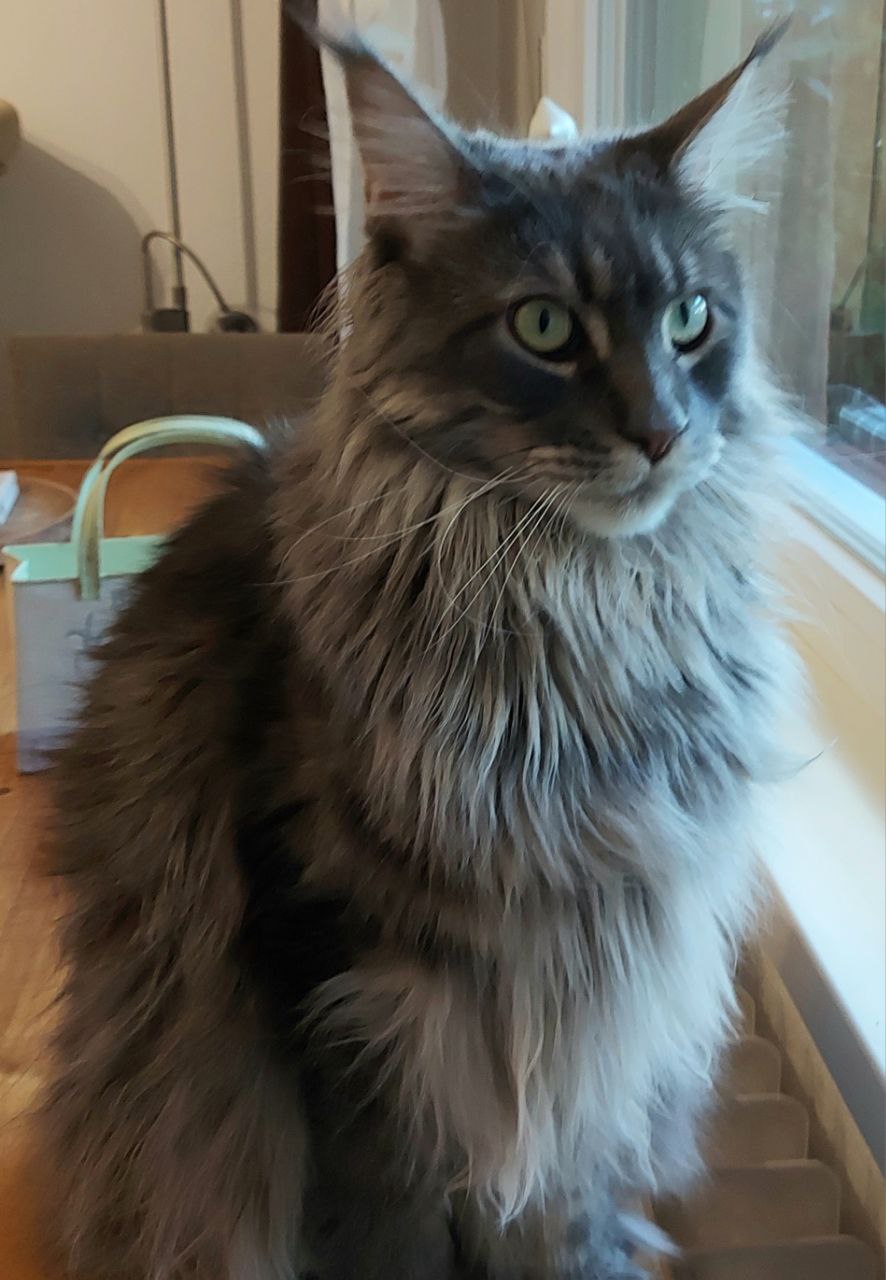 Hanka of MCC 1,5 Jahre Hanka of MCC 1,5 Jahre