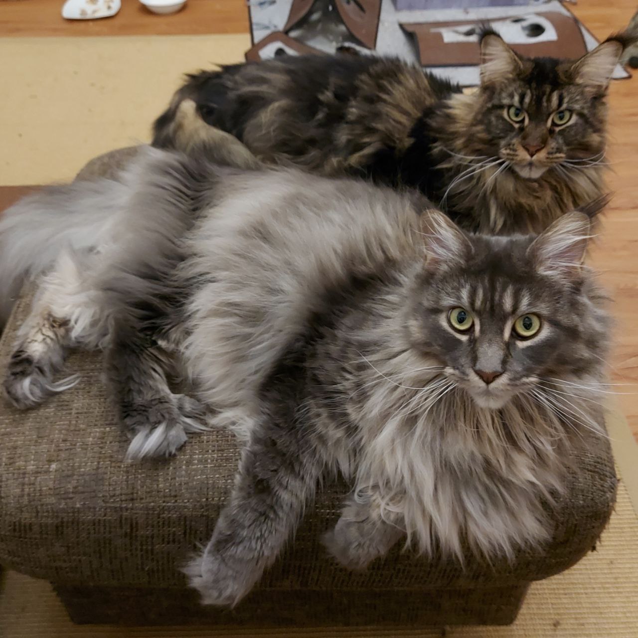 Hanka und Haris of MCC Unzertrennlich Hanka und Haris of MCC Unzertrennlich