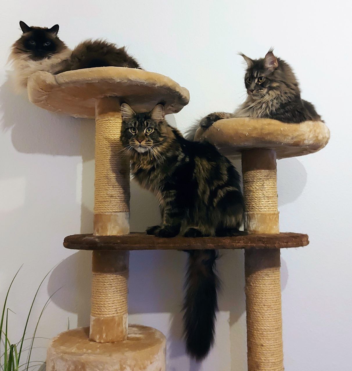 Haris in der Mitte Haris in der Mitte