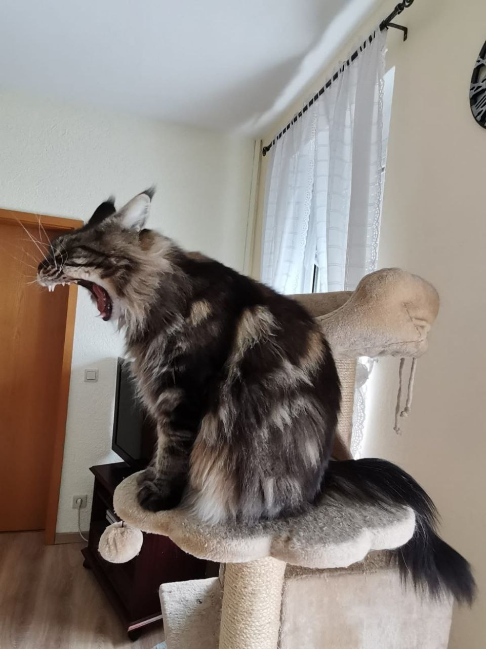 Ich bin so müde Ich bin so müde