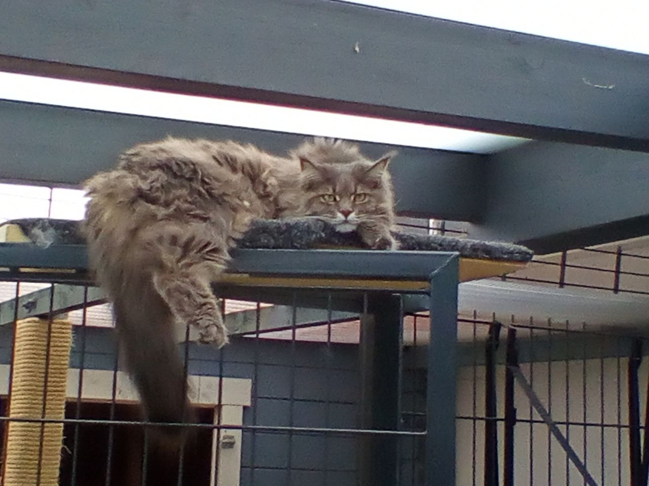 Inka beim Abhängen Inka beim Abhängen