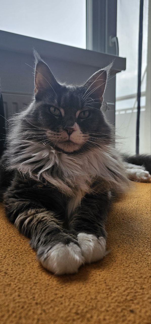 Isa of Maine Coon Castle Isa of Maine Coon Castle