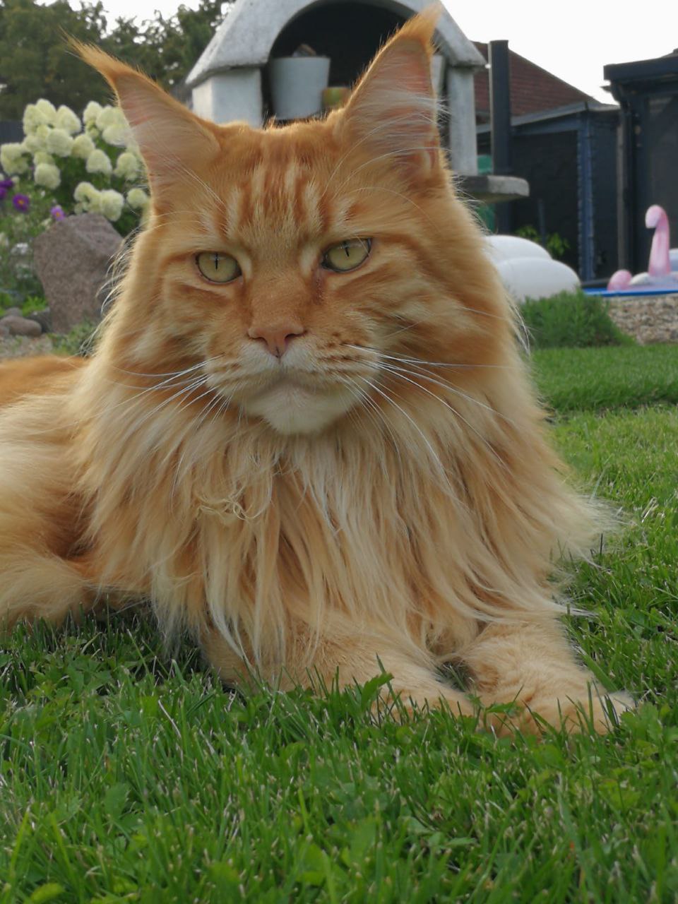 Ive of Maine Coon Castle Ive of Maine Coon Castle