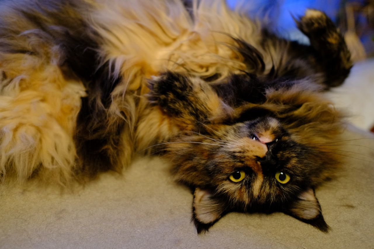 Juttas Vampierzähnchen Juttas Vampierzähnchen