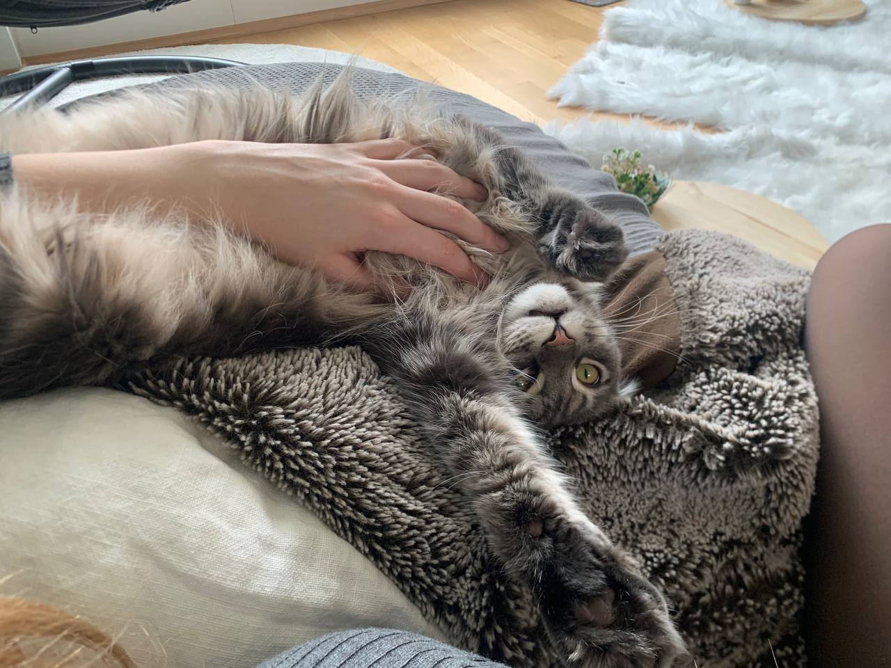 Kuschelmaus Kuschelmaus