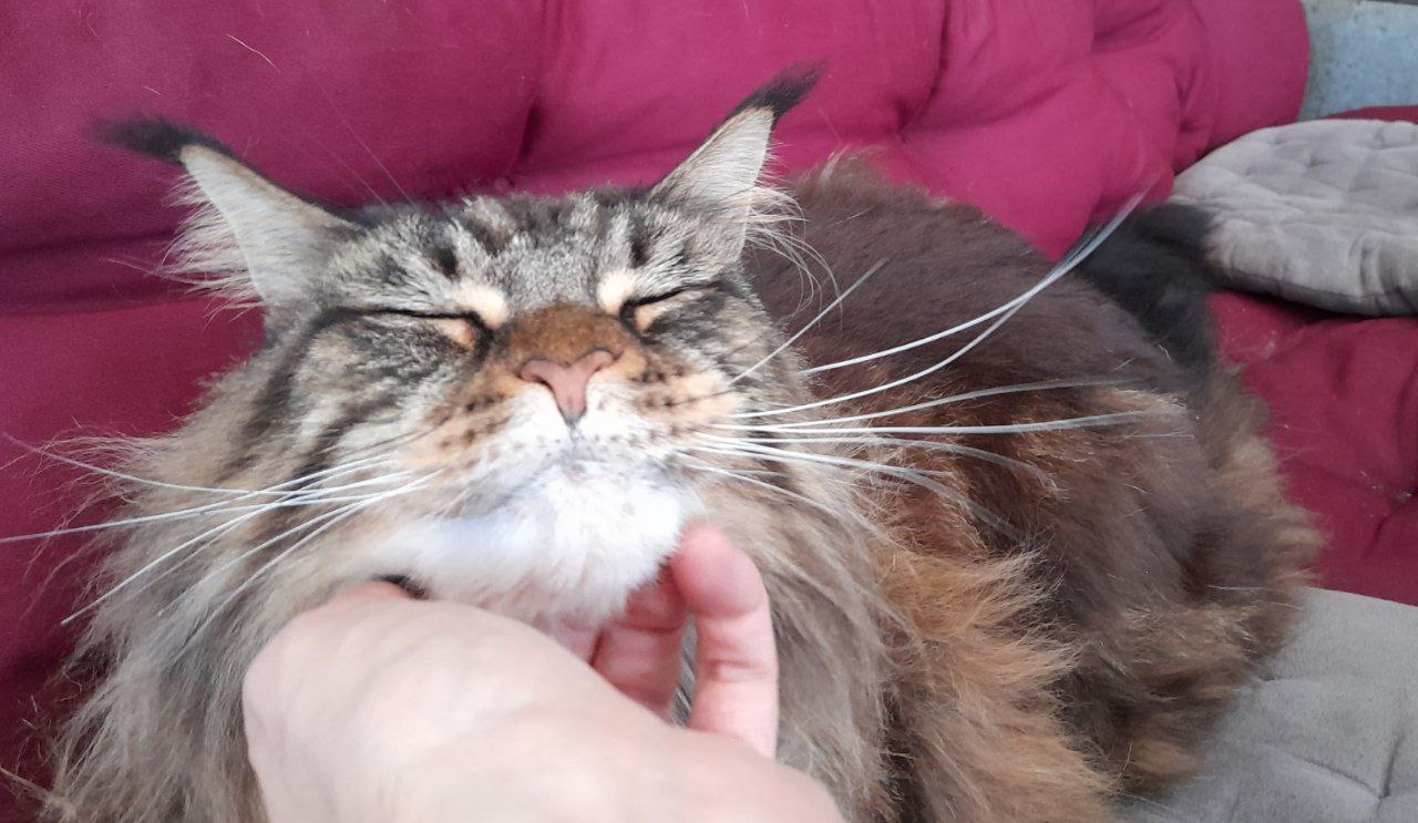 Natürlich liegt Dina auf meinem Platz Natürlich liegt Dina auf meinem Platz