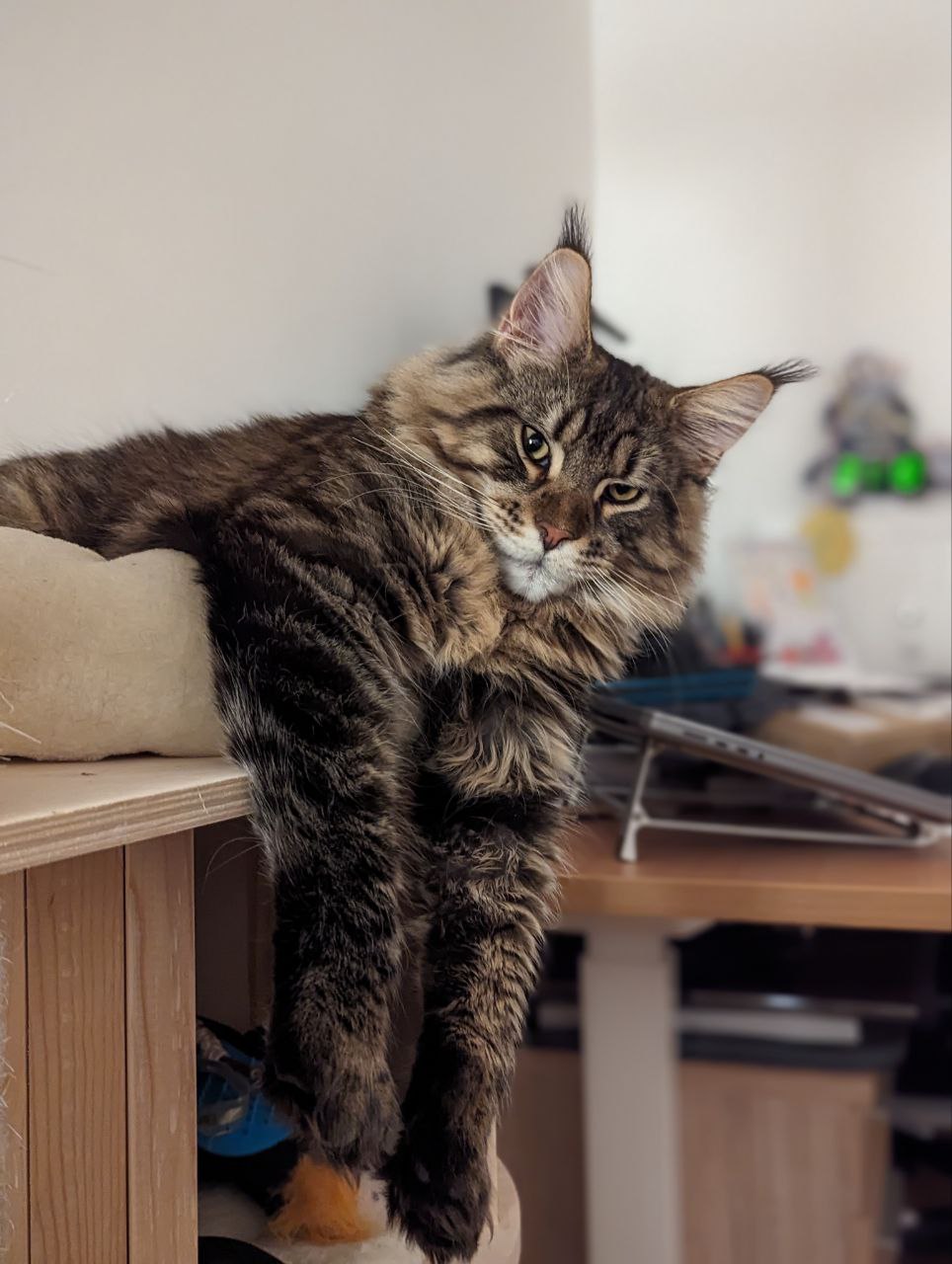 Noel of Maine Coon Castle Noel of Maine Coon Castle