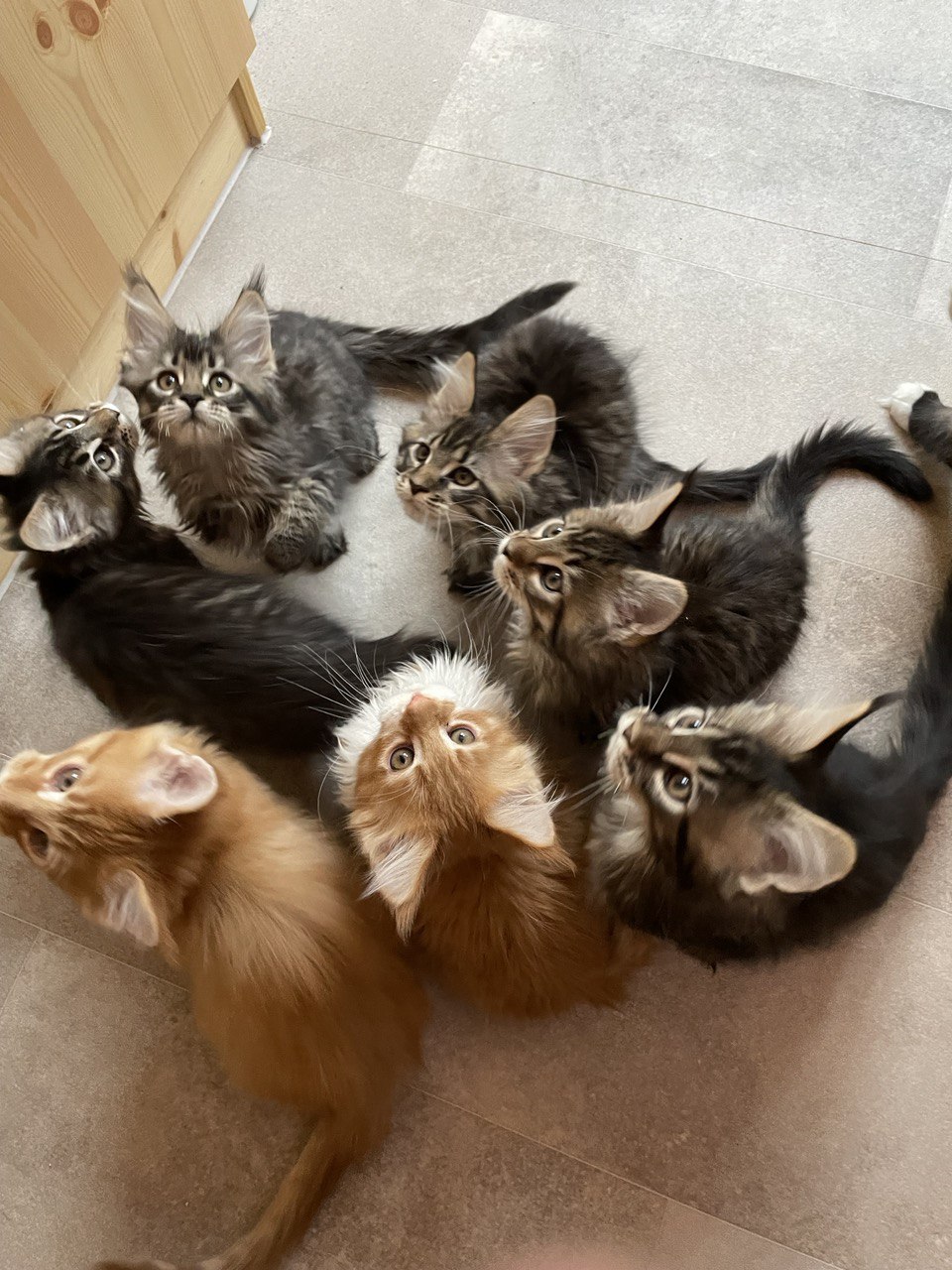 Oktober 2021 Wer kennt die kleinen Herzensbrecher Oktober 2021 Wer kennt die kleinen Herzensbrecher