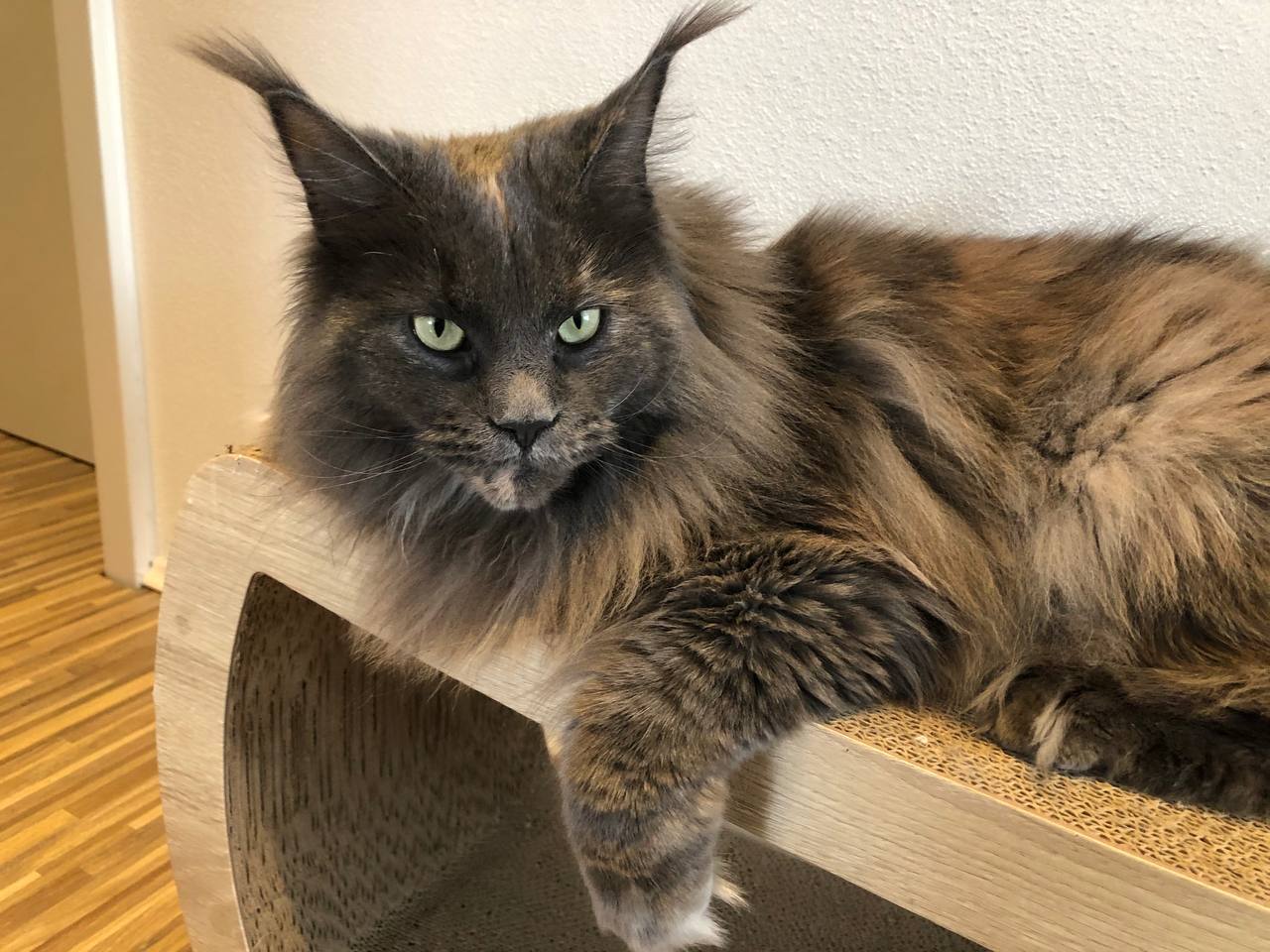 Queen Uschi of Maine Coon Castle Queen Uschi of Maine Coon Castle