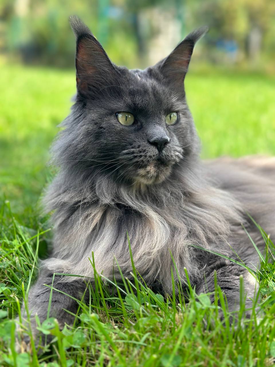 Queen Uschi Queen Uschi