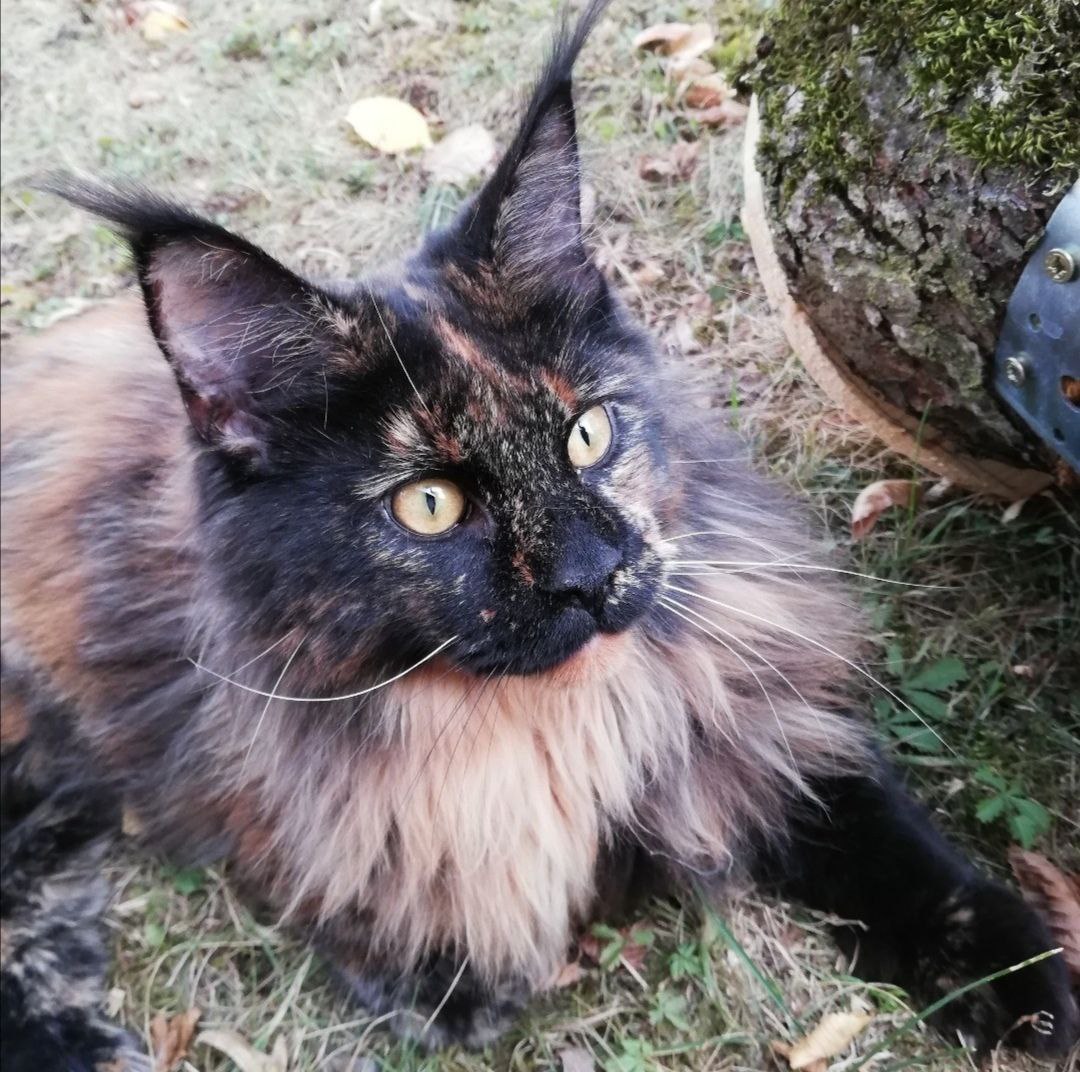 Queen Victoria of Maine Coon Castle knapp 6 Jahre Queen Victoria of Maine Coon Castle knapp 6 Jahre