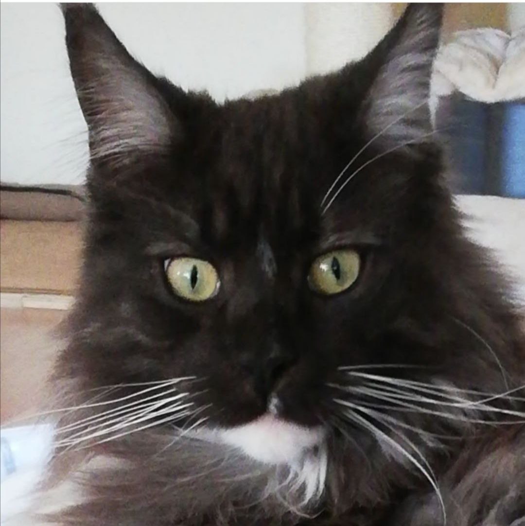 Quinton of Maine Coon Castle knapp 6 Jahre alt Quinton of Maine Coon Castle knapp 6 Jahre alt