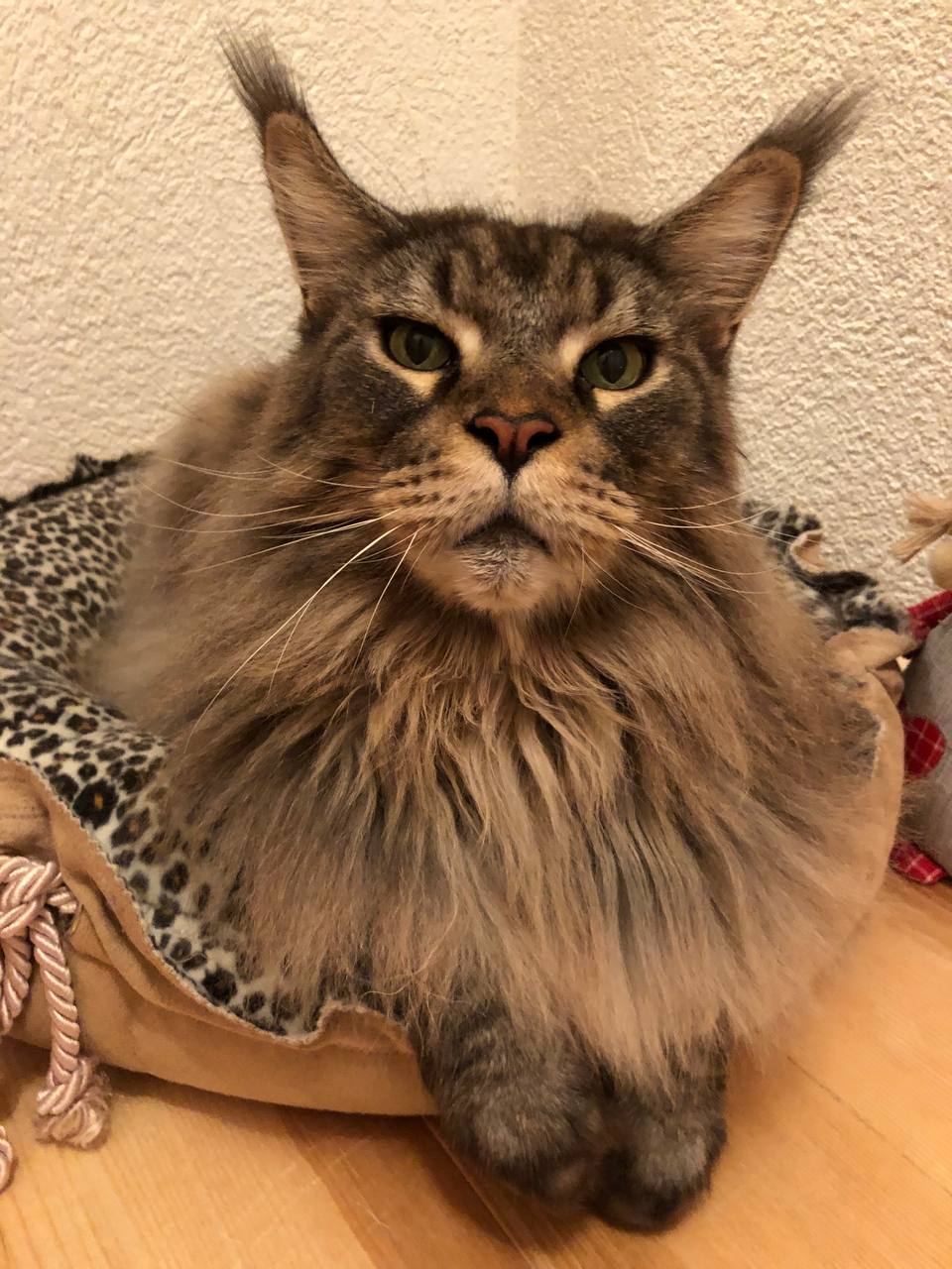 Unser Kurti 9 Jahre 6 Monate mein Schmusebärchen Unser Kurti 9 Jahre 6 Monate mein Schmusebärchen